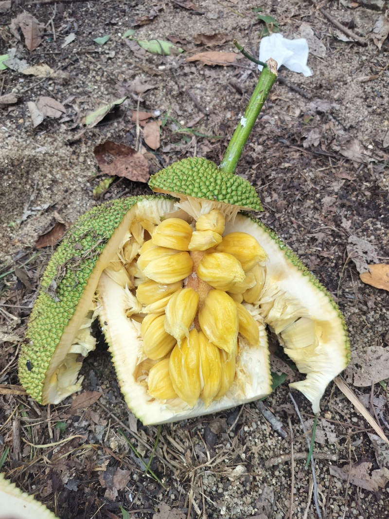 海南榴莲蜜，珍珠长梦尖大丁红带叶黄，大量供应