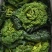 黑玫瑰乌塌菜种子好吃高钙蔬菜养心菊花菜易种春秋四季播农家