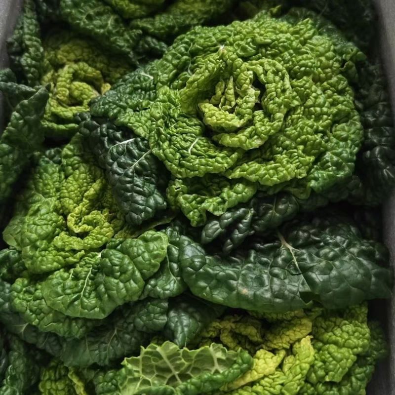 黑玫瑰乌塌菜种子好吃高钙蔬菜养心菊花菜易种春秋四季播农家