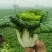 黑玫瑰乌塌菜种子好吃高钙蔬菜养心菊花菜易种春秋四季播农家