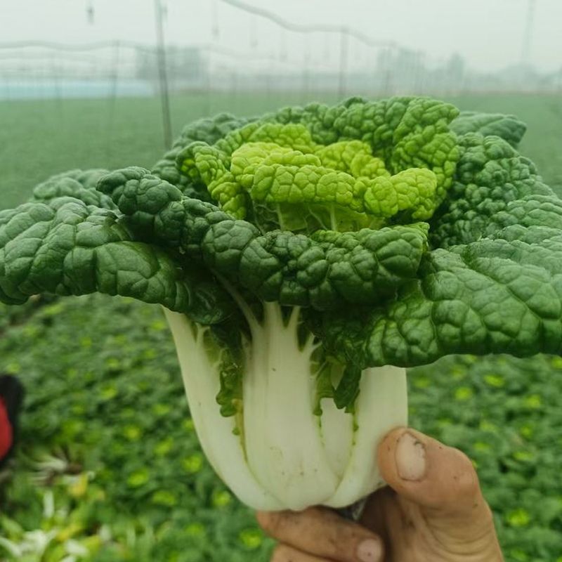 黑玫瑰乌塌菜种子好吃高钙蔬菜养心菊花菜易种春秋四季播农家