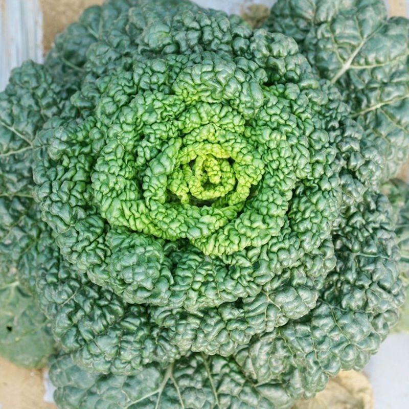 黑玫瑰乌塌菜种子好吃高钙蔬菜养心菊花菜易种春秋四季播农家