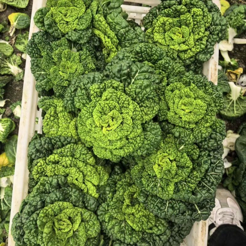 黑玫瑰乌塌菜种子好吃高钙蔬菜养心菊花菜易种春秋四季播农家
