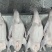 黑棕棚鹅