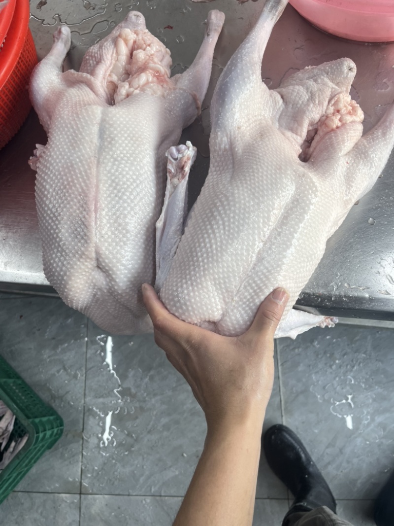 黑棕棚鹅
