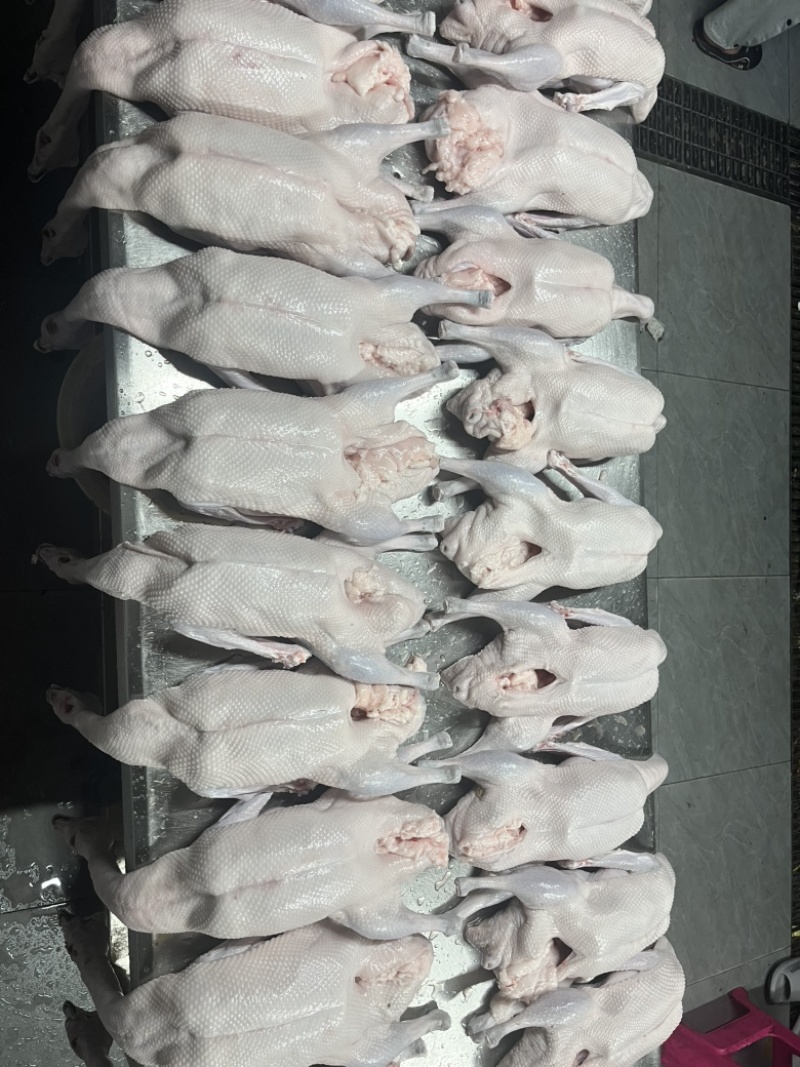 黑棕棚鹅