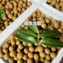 【产地直销】广东高州储良龙眼当季大量上市代办一条龙