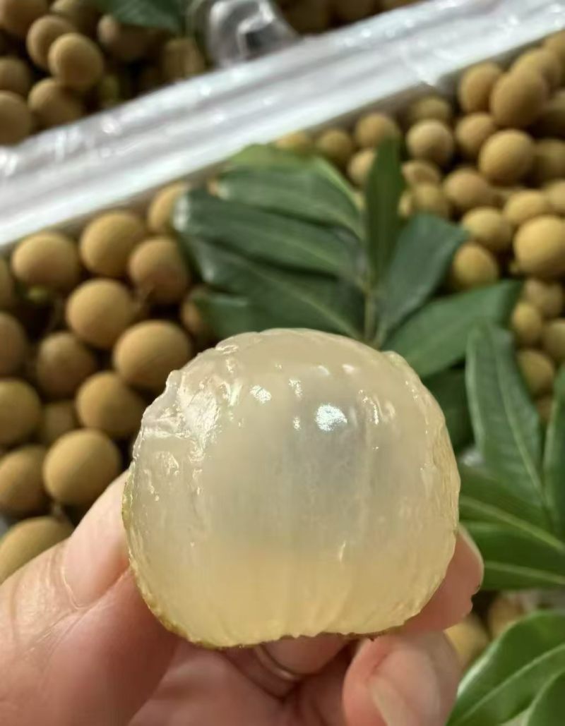 【产地直销】广东高州储良龙眼当季大量上市代办一条龙