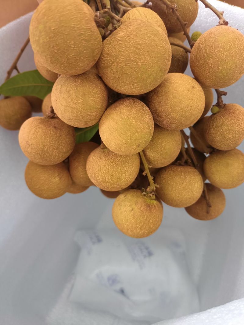 【产地直销】广东高州储良龙眼当季大量上市代办一条龙