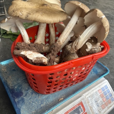 正宗野生鸡枞