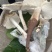 正宗野生鸡枞