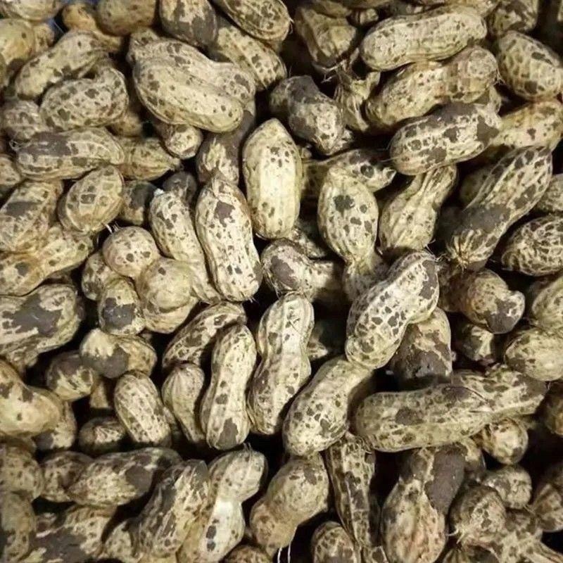 鲜花生红衣白衣大量可供电商团购一件代发