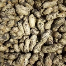 鲜花生红衣白衣大量可供电商团购一件代发