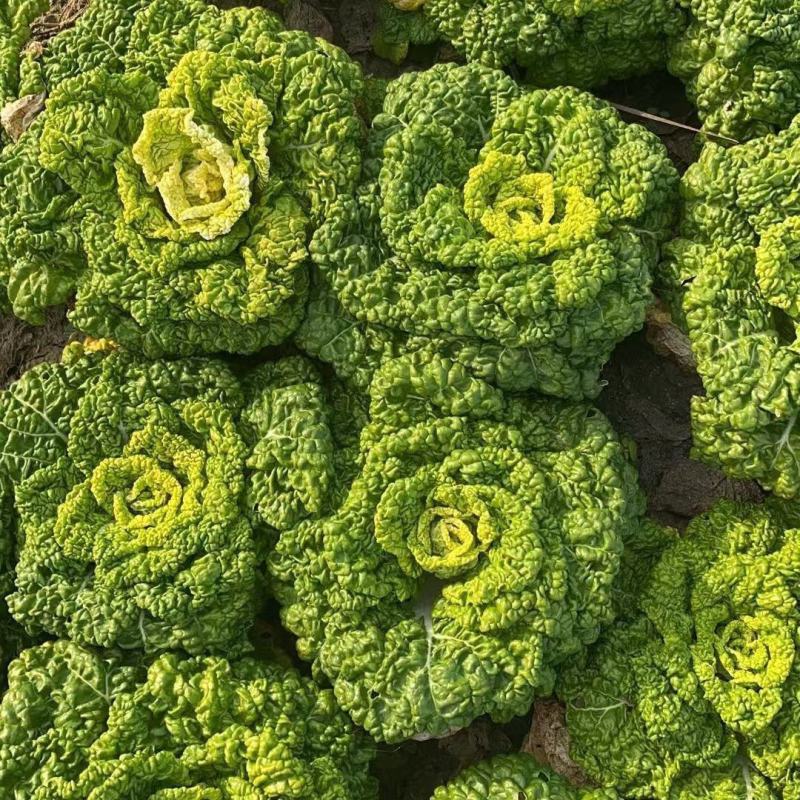 金元宝矮脚黄心菜种子菊花芯四季播阳台盆栽