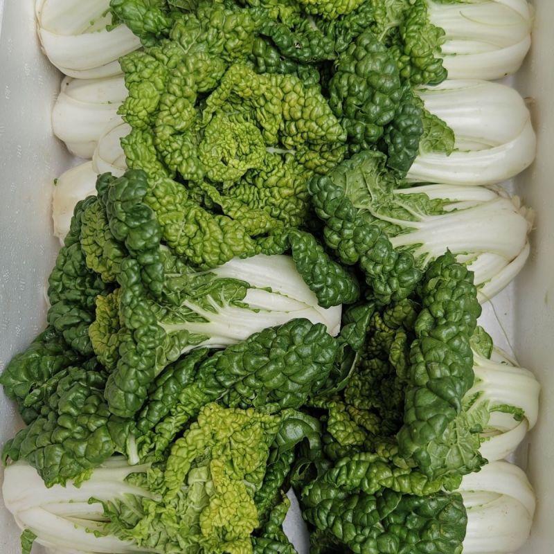 金元宝矮脚黄心菜种子菊花芯四季播阳台盆栽