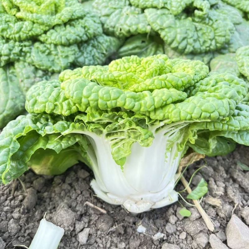 金元宝矮脚黄心菜种子菊花芯四季播阳台盆栽