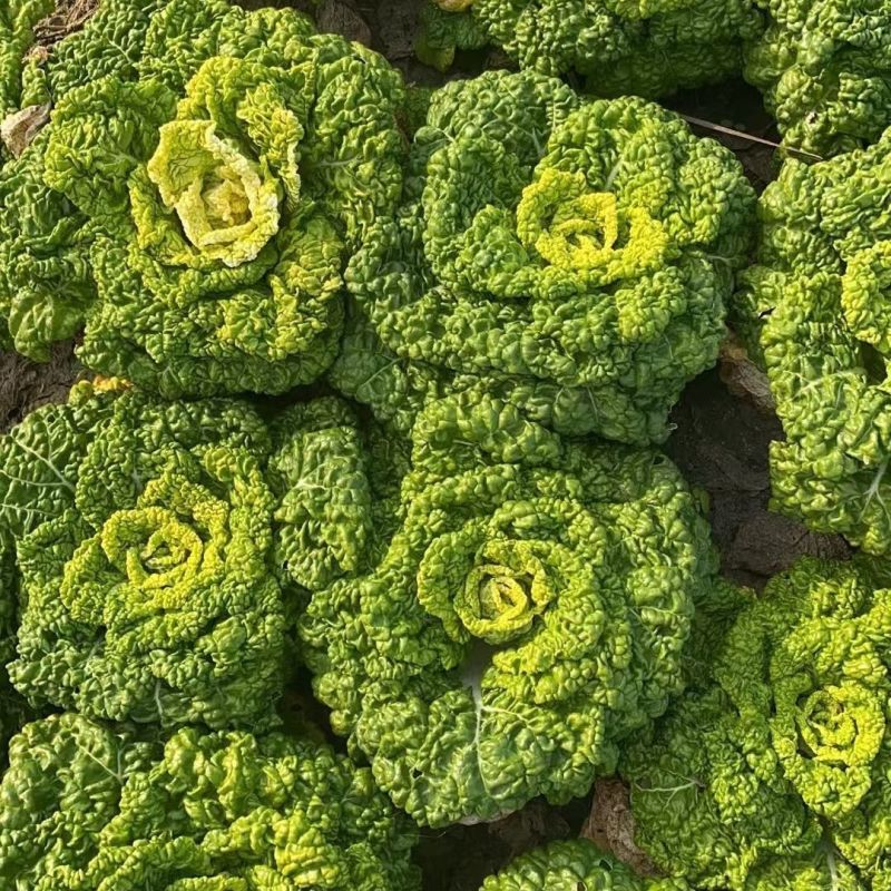 金元宝矮脚黄心菜种子菊花芯四季播阳台盆栽