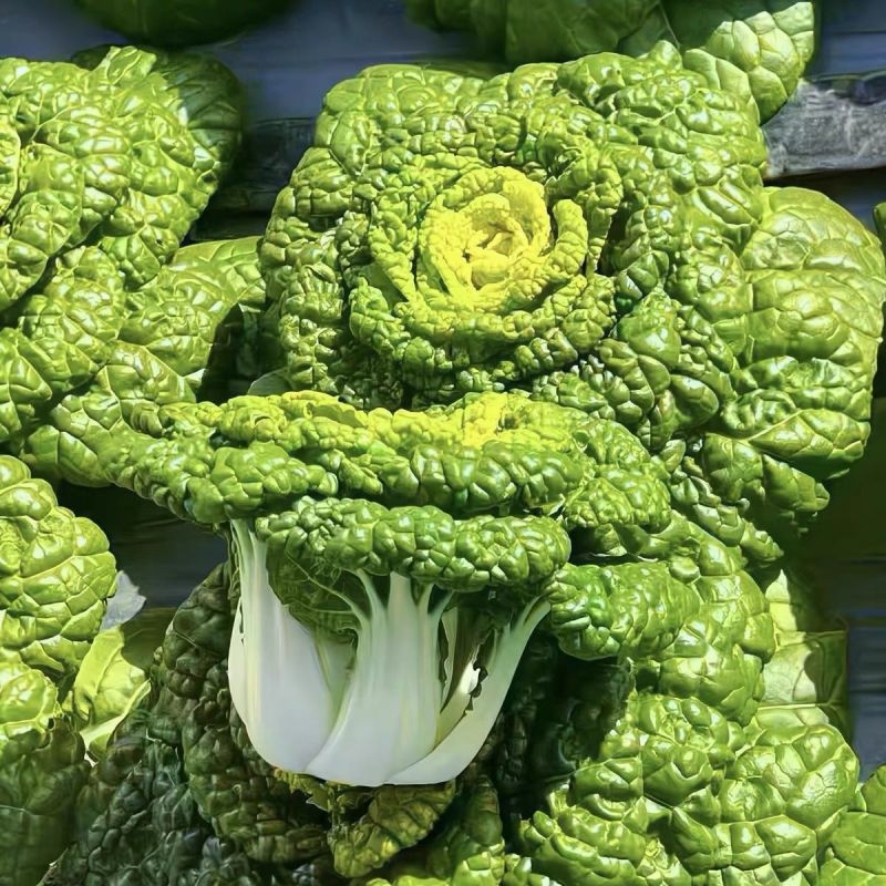 金元宝矮脚黄心菜种子菊花芯四季播阳台盆栽