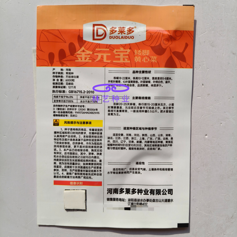 金元宝矮脚黄心菜种子菊花芯四季播阳台盆栽