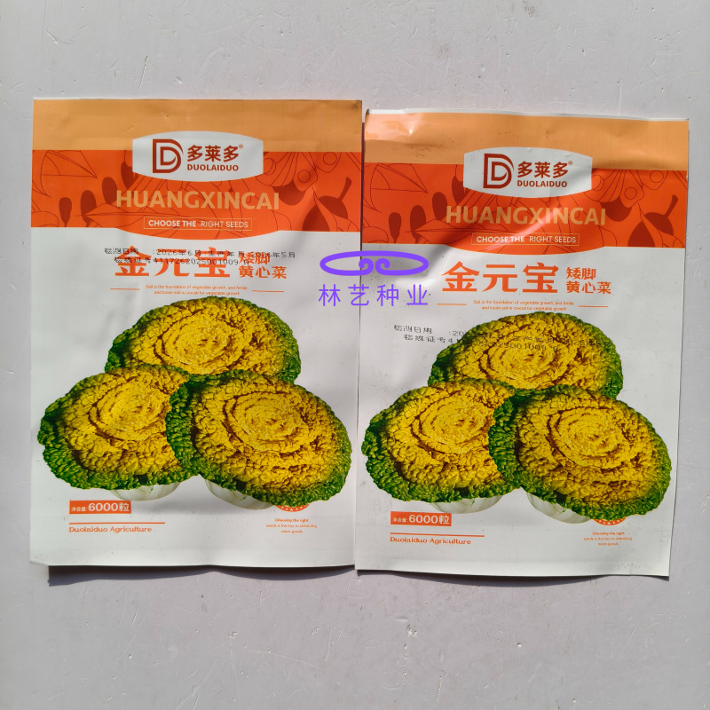 金元宝矮脚黄心菜种子菊花芯四季播阳台盆栽