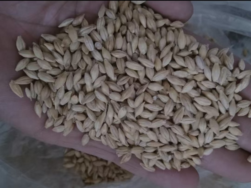 大麦带壳大麦麦芽糖酿酒酿醋生大麦芽食原料大麦