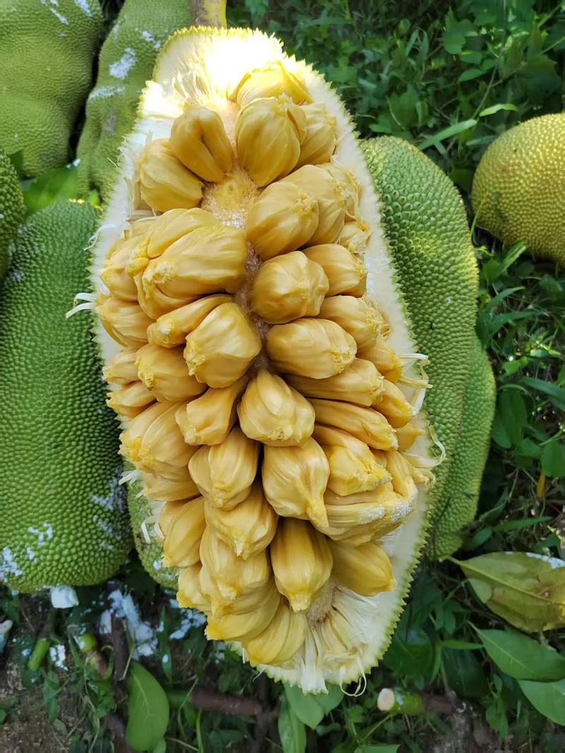 海南长梦尖榴莲蜜