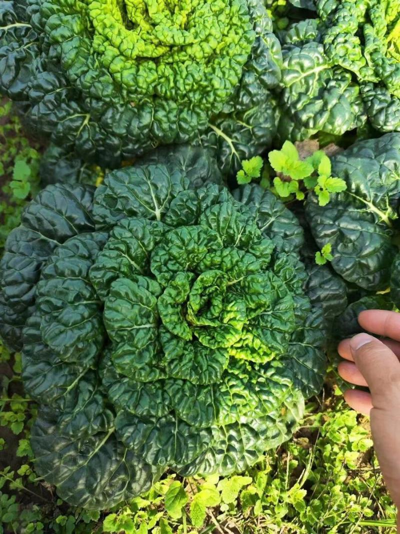 油亮黑心乌种子特矮型菊花心乌塌菜种子耐寒秋冬季