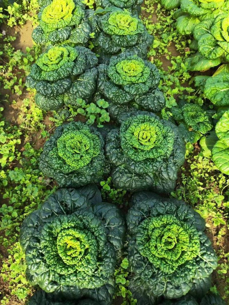 油亮黑心乌种子特矮型菊花心乌塌菜种子耐寒秋冬季