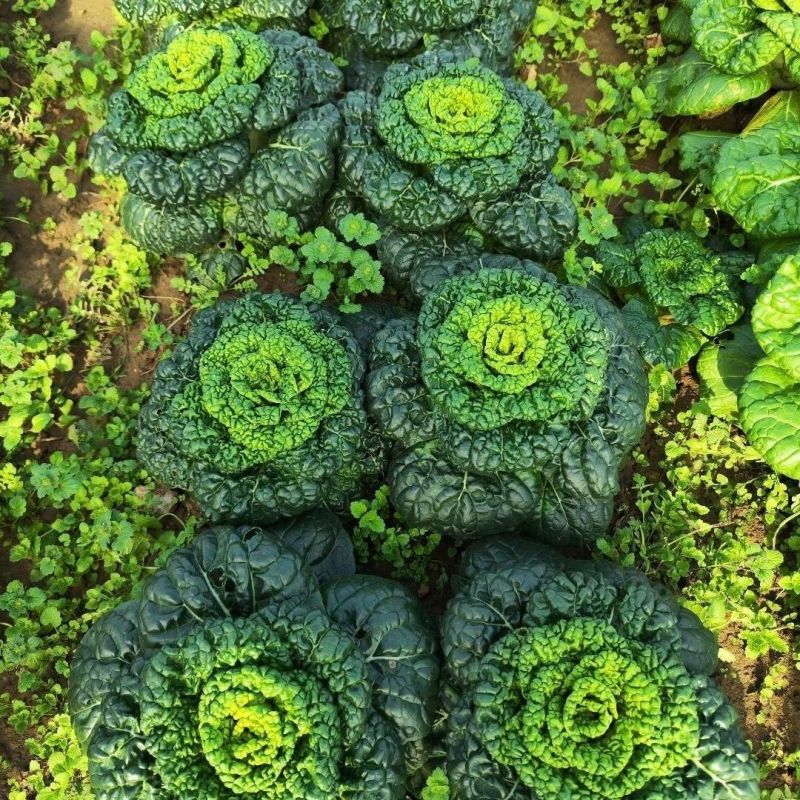 油亮黑心乌种子特矮型菊花心乌塌菜种子耐寒秋冬季