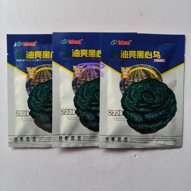油亮黑心乌种子特矮型菊花心乌塌菜种子耐寒秋冬季