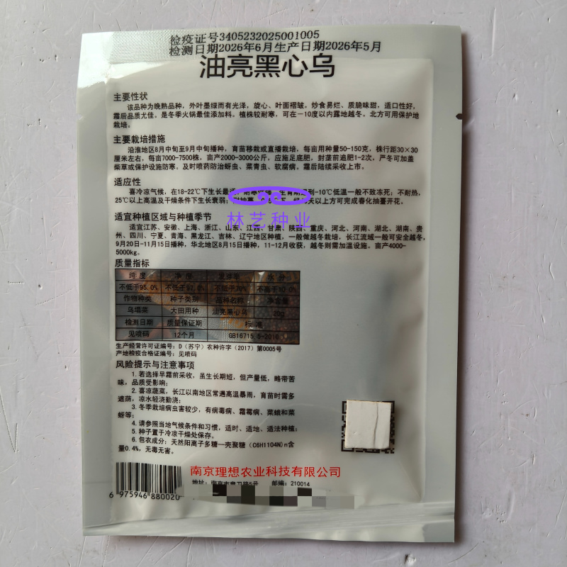 油亮黑心乌种子特矮型菊花心乌塌菜种子耐寒秋冬季