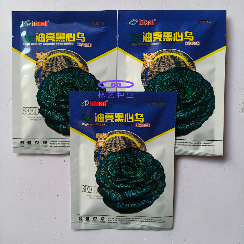 油亮黑心乌种子特矮型菊花心乌塌菜种子耐寒秋冬季