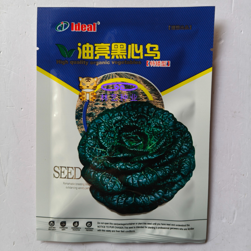 油亮黑心乌种子特矮型菊花心乌塌菜种子耐寒秋冬季