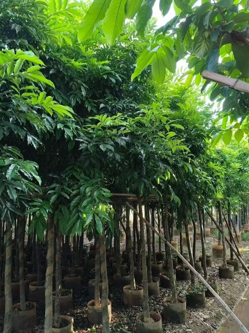海南红豆5-18分，大量现货待售