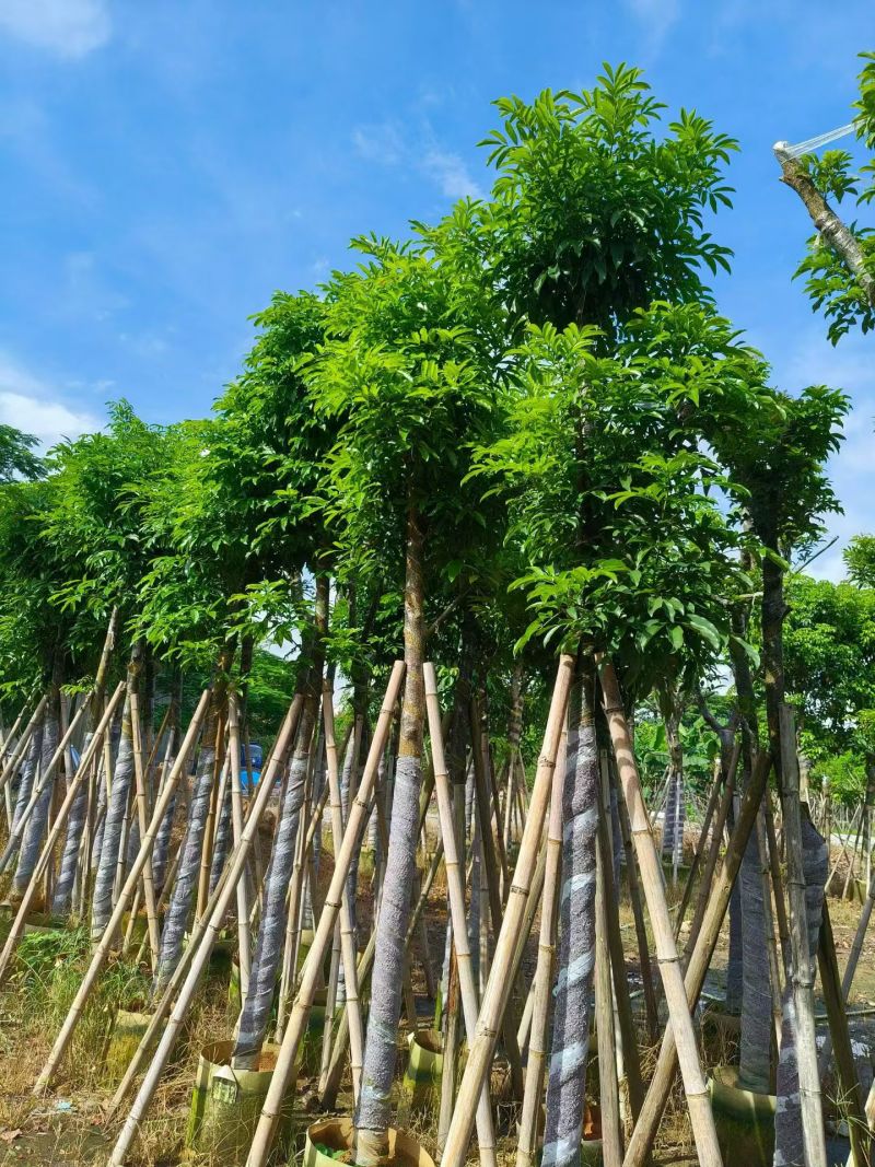 海南红豆5-18分，大量现货待售