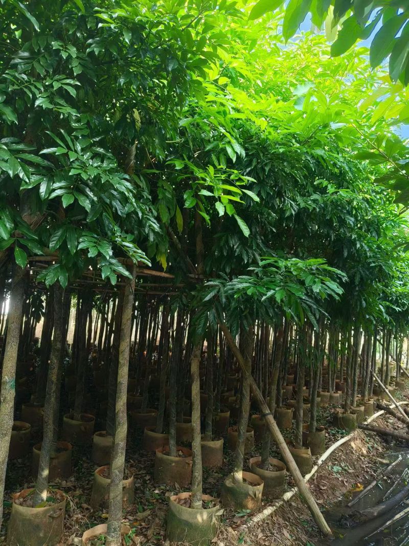 海南红豆5-18分，大量现货待售