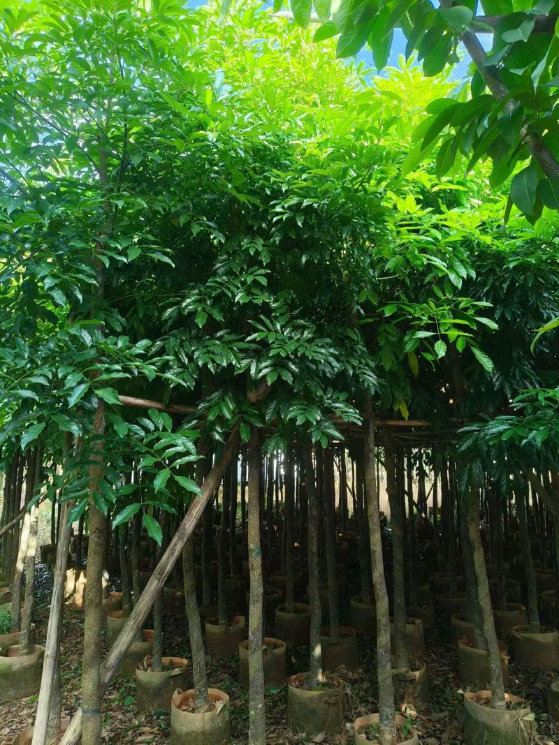 海南红豆5-18分，大量现货待售