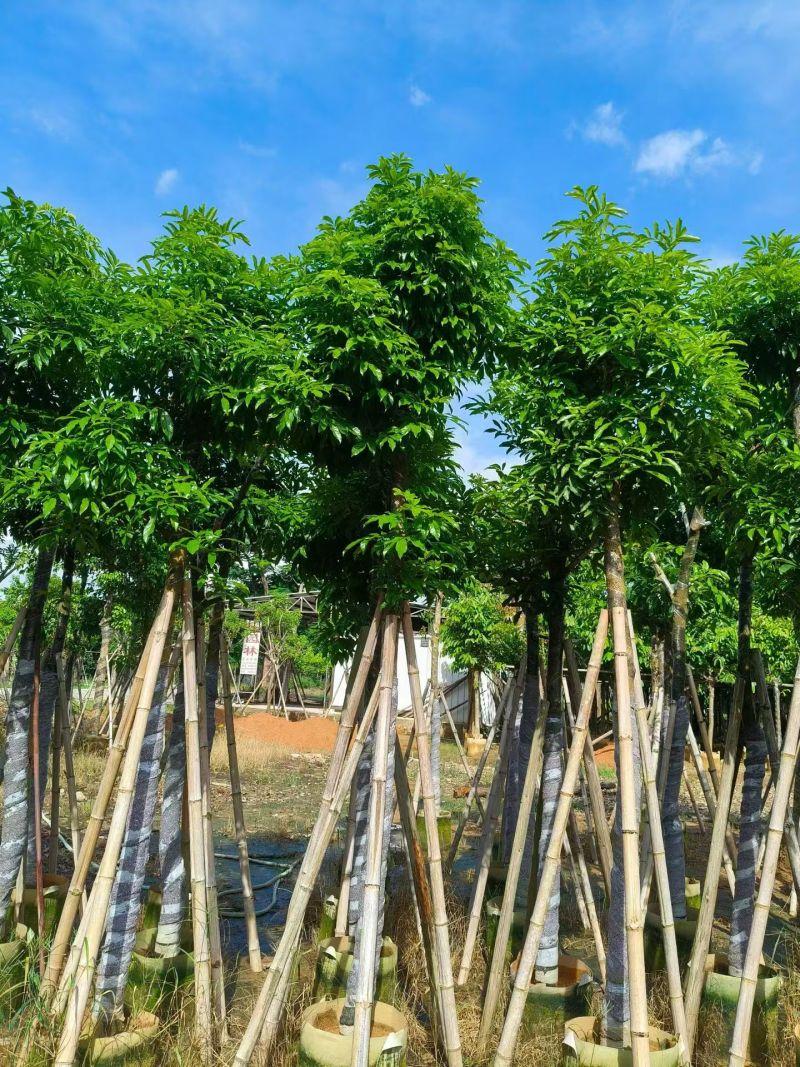 海南红豆5-18分，大量现货待售