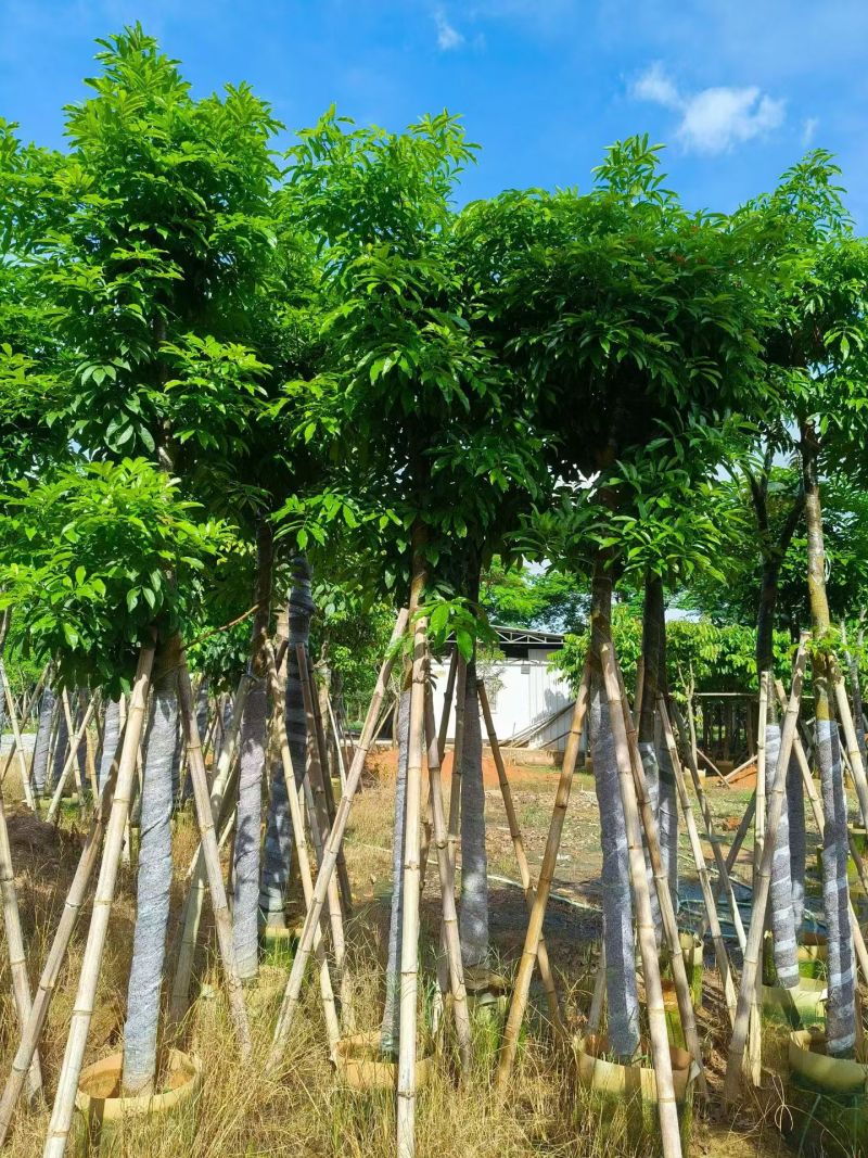 海南红豆5-18分，大量现货待售