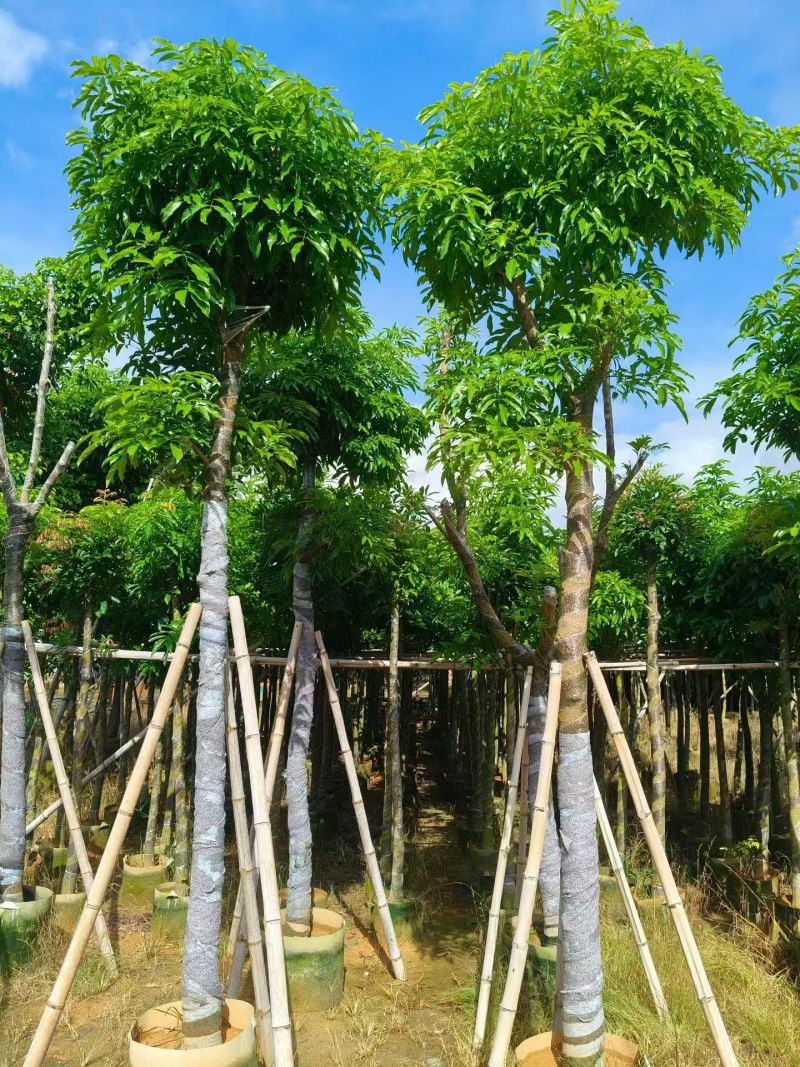 海南红豆5-18分，大量现货待售