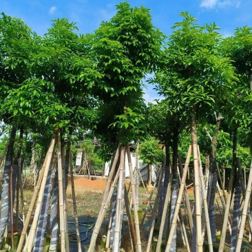 海南红豆5-18分，大量现货待售