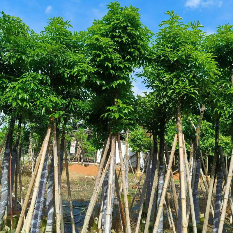 海南红豆5-18分，大量现货待售