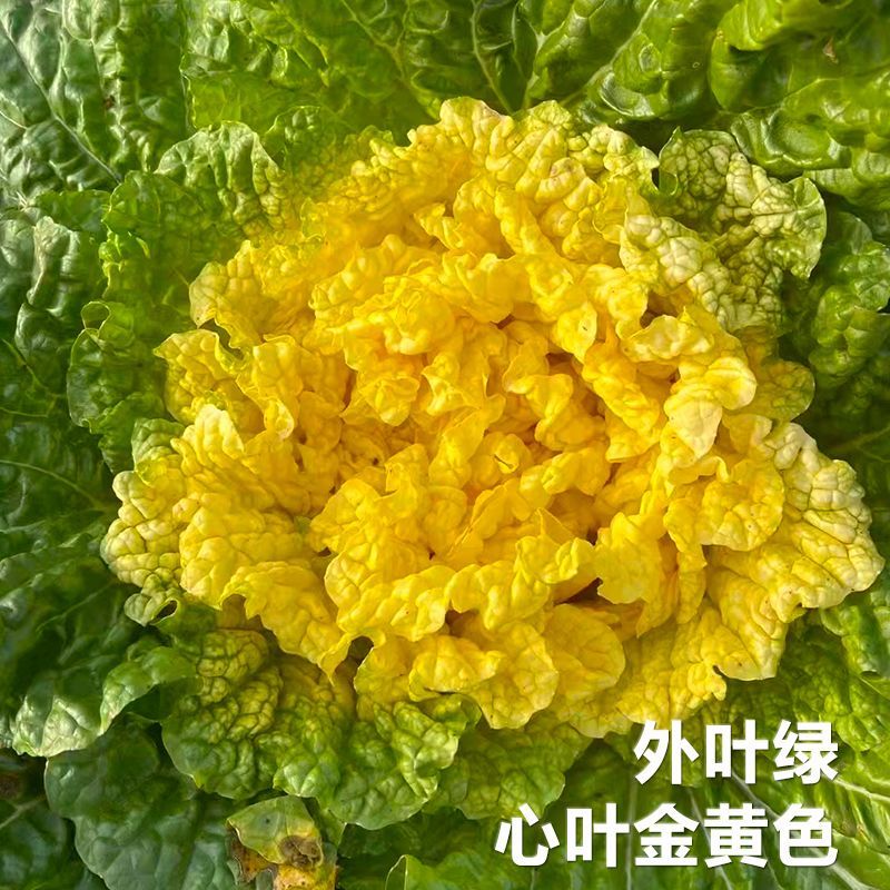 鸭蛋黄大白菜种子鲜嫩黄芯高产耐热抗病商品性佳