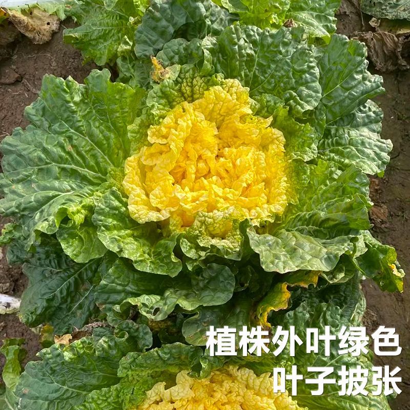 鸭蛋黄大白菜种子鲜嫩黄芯高产耐热抗病商品性佳