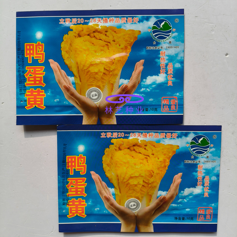 鸭蛋黄大白菜种子鲜嫩黄芯高产耐热抗病商品性佳