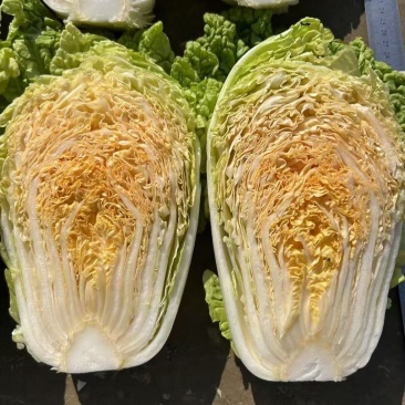 神狮桔红心大白菜种子炮弹形红心娃娃白菜60天耐贮运秋季播
