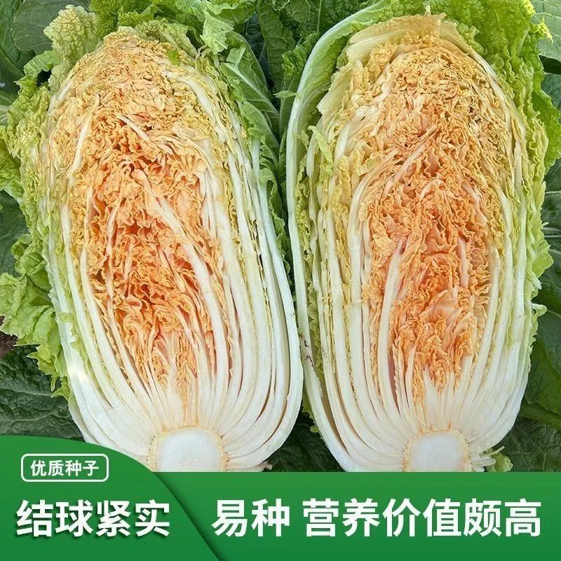 神狮桔红心大白菜种子炮弹形红心娃娃白菜60天耐贮运秋季播