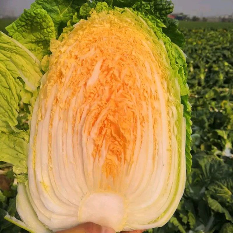 神狮桔红心大白菜种子炮弹形红心娃娃白菜60天耐贮运秋季播