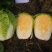 神狮桔红心大白菜种子炮弹形红心娃娃白菜60天耐贮运秋季播