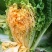 神狮桔红心大白菜种子炮弹形红心娃娃白菜60天耐贮运秋季播